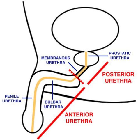 shemale urethra|shemale urethra creampie compilation Search